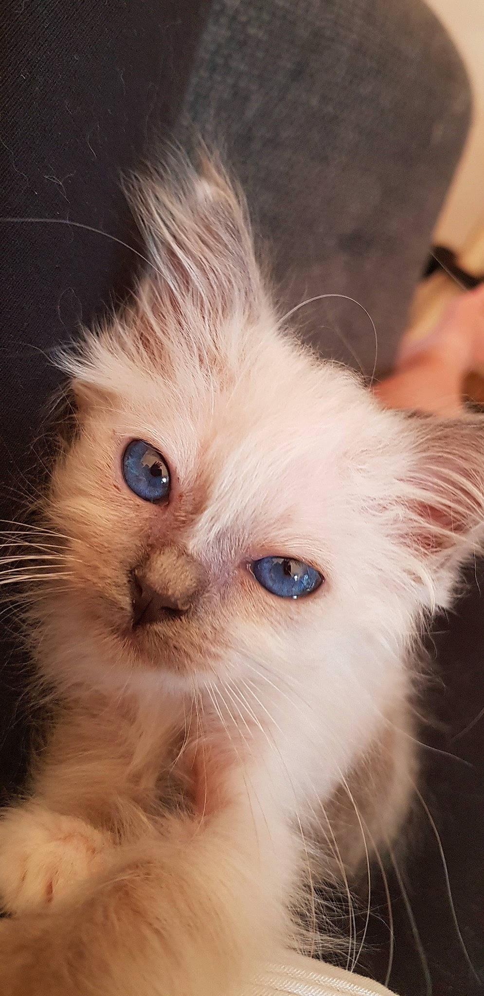 Plume participe au concours pour gagner de l'argent avec cette photo : american_curl, asian_semi_longhair, balinese, birman, carnivore, cat, domestic_long_haired_cat, ear, eye, felidae, fur, himalayan, iris, kitten, mammal, ragdoll, small_to_medium_sized_cats, snout, vertebrate, whiskers