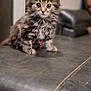 kitten, cat, fur, pet, animal, indoor, leather, seat, curious, small, cute, whiskers, ears, eyes, collar, red_bell, feline, young, domestic, sitting