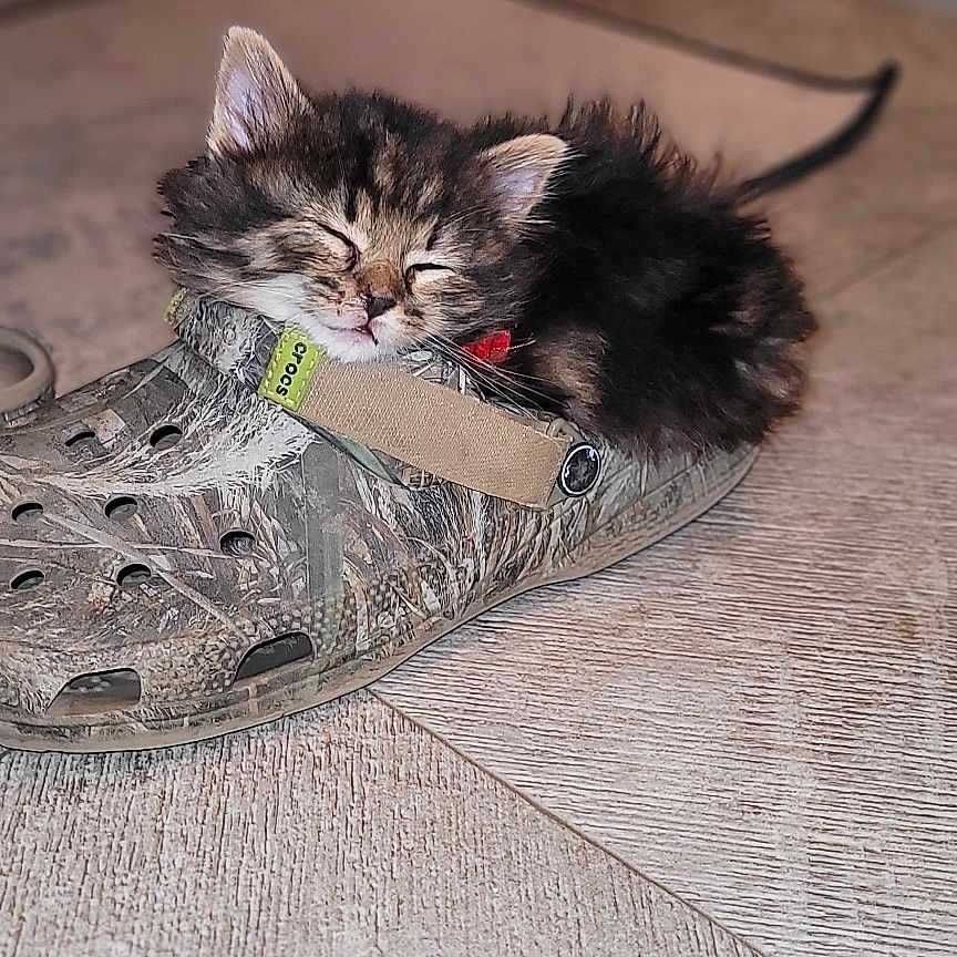 Byngo is registered to the contest to win money with this photo: animal, cat, closed_eyes, cozy, crocs, cute, domestic, floor, fluffy, fur, indoor, kitten, pet, resting, shoe, sleeping, small, tile, tiny, wearable