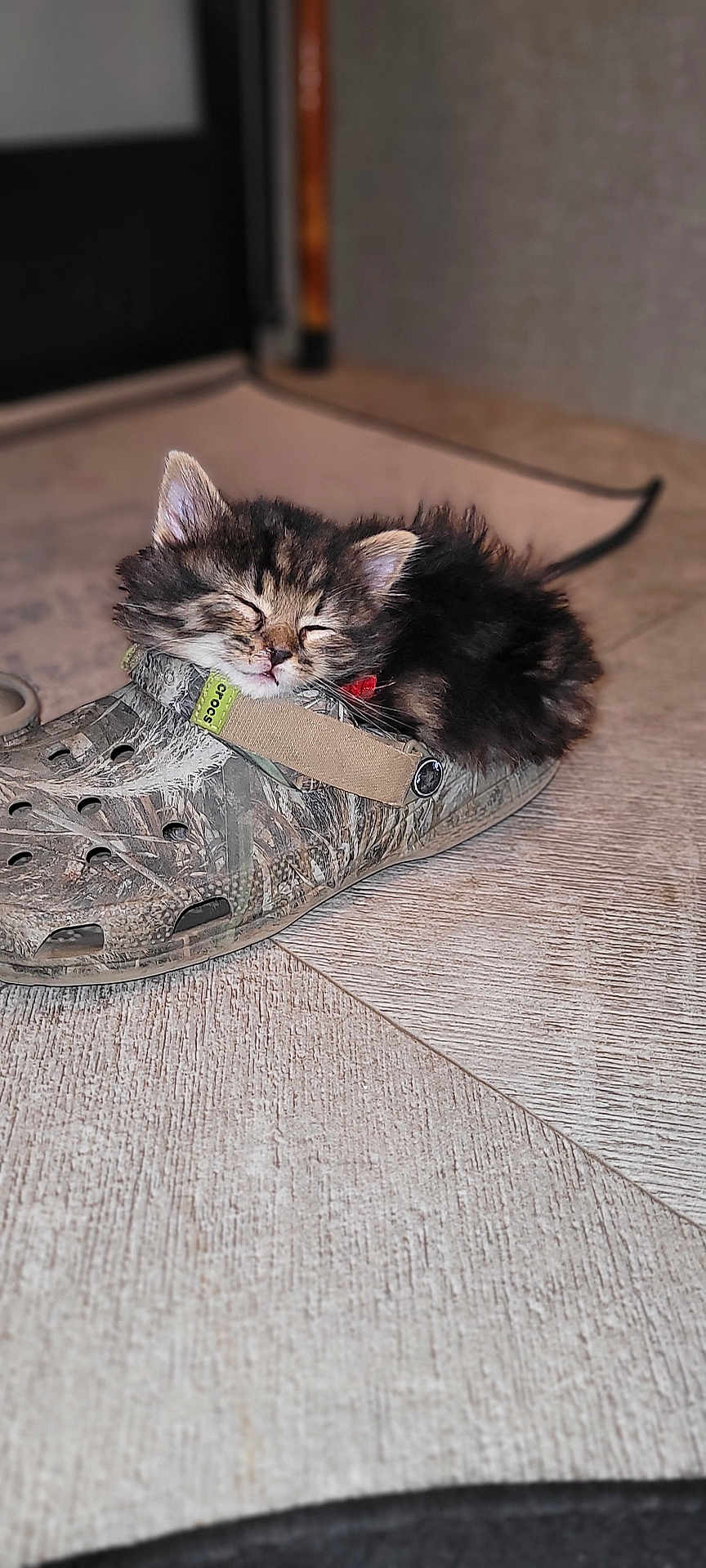 Byngo is registered to the contest to win money with this photo: kitten, cat, sleeping, shoe, crocs, floor, tile, indoor, fur, pet, cute, small, cozy, resting, animal, fluffy, closed_eyes, domestic, tiny, wearable