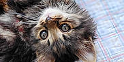 Byngo is registered to the contest to win money with this photo: kitten, cat, animal, pet, fluffy, bowl, upside_down, cute, eyes, fur, indoor, blanket, plaid, pillow, resting, cozy, domestic, young, curious, soft