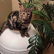 Byngo joined the competition — help win amazing prizes! cat, kitten, tabby, plant, indoor, green_leaves, planter, wooden_floor, fur, curious, pet, animal, cozy, domestic, feline, sitting, portrait, houseplant, decor, home