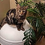 cat, kitten, tabby, plant, indoor, green_leaves, planter, wooden_floor, fur, curious, pet, animal, cozy, domestic, feline, sitting, portrait, houseplant, decor, home