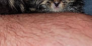 Byngo is registered to the contest to win money with this photo: animal, arm, beard, casual, cat, closeup, comfort, cuddle, face, fur, furry, hand, indoor, kitten, person, pet, resting, skin, sleepy, tank_top