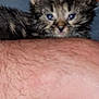 Byngo is registered to the contest to win money with this photo: kitten, cat, animal, pet, furry, sleepy, person, arm, beard, tank_top, closeup, indoor, comfort, cuddle, resting, face, fur, hand, skin, casual