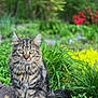 Byngo joined the competition — help win amazing prizes! cat, tabby_cat, fluffy, sitting, stone_ledge, greenery, plants, flowers, yellow_eyes, outdoor, nature, garden, fur, whiskers, animal, pet, mammal, portrait, curious, blurred_background