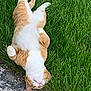animal, cat, cute, feline, grass, ground, lying_down, nature, orange_cat, outdoor, paws, peaceful, pet, relaxed, sidewalk, sleepy, summer, upside_down, whiskers, white_cat