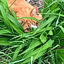 animal, camouflage, cat, close_up, curious, eyes, fur, grass, greenery, hiding, leaf, mammal, nature, orange_cat, outdoor, pet, plants, stealth, whiskers, wildlife