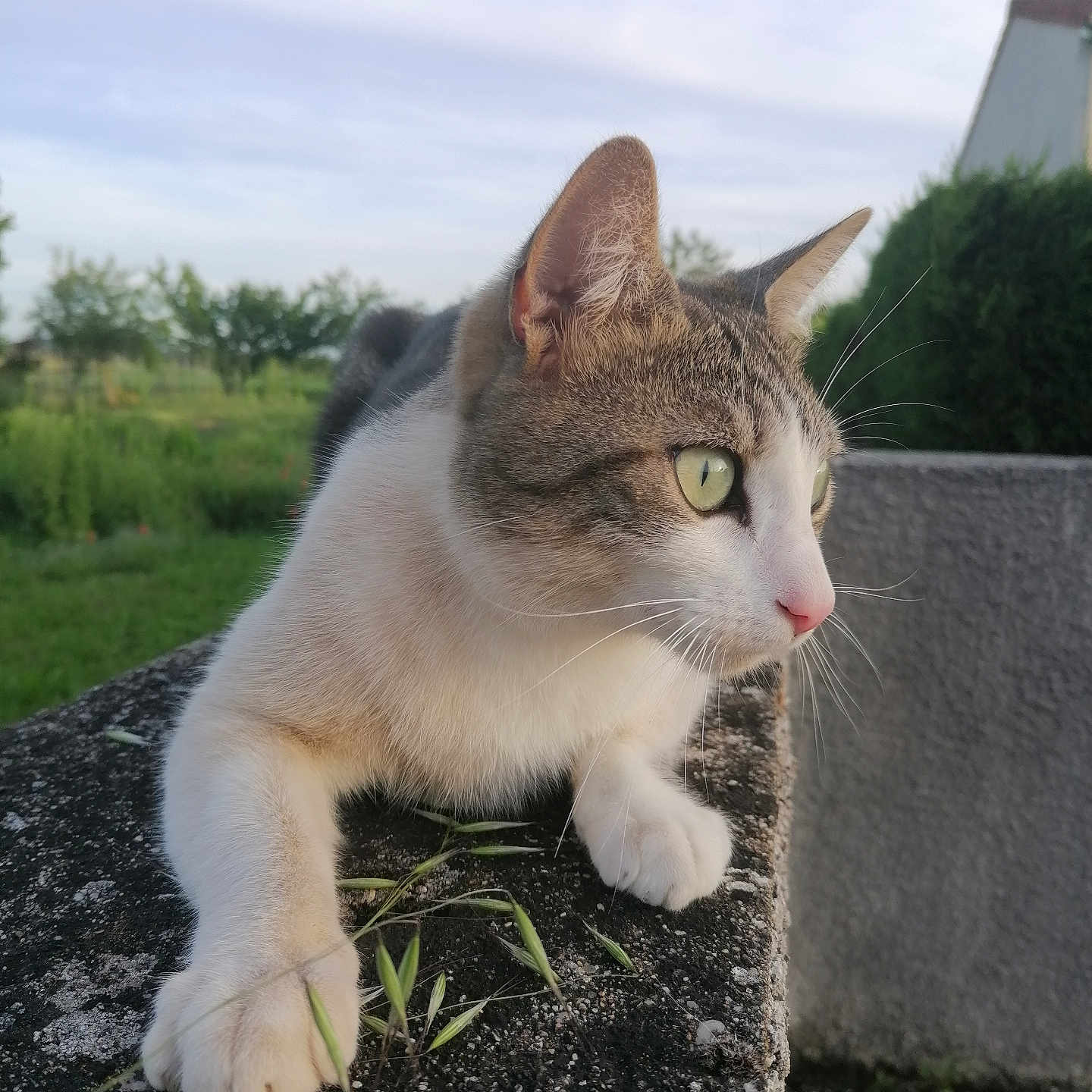 Tomy a rejoint le concours — aidez-le/la à gagner de superbes lots ! abyssinian, angora, animal, cat, grass, gravel, kitten, manx, pet, plant, road, siamese, slate, soil