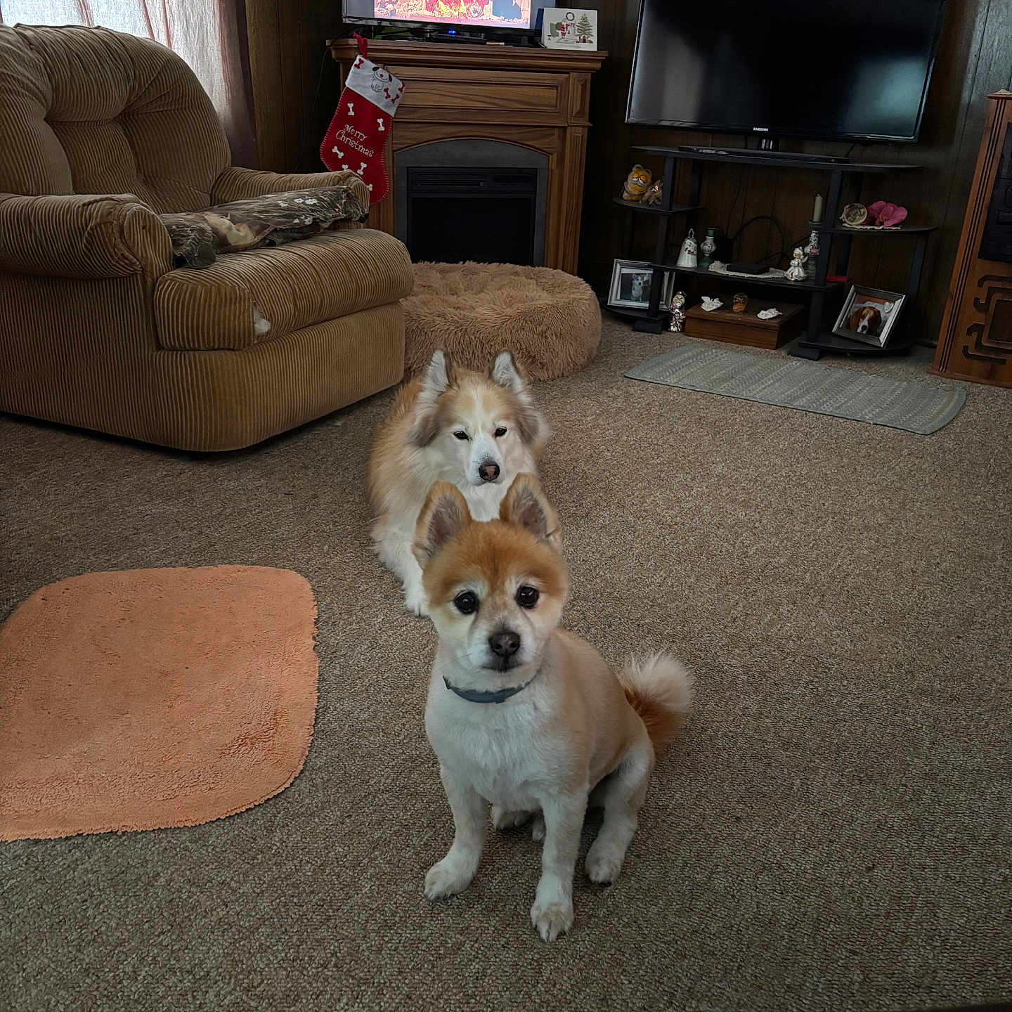 Bailey And Buddy is registered to the contest to win money with this photo: blanket, carpet, chair, curtain, cushion, dog, dog_bed, fireplace, furniture, home_decor, house, indoor, living_room, pet, photo_frame, shelf, stocking, television, window, wood_paneling