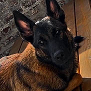 Dior participe au concours pour gagner de l'argent avec cette photo : dog, belgian_malinois, canine, pet, animal, wooden_floor, brick_wall, ears, fur, alert, lying_down, looking, brown, black, domestic_animal, portrait, indoor, companion, cute, mammal