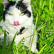 Luffy participe au concours pour gagner de l'argent avec cette photo : animal, black_and_white, cat, close_up, clover, collar, ears, feline, grass, greenery, leaf, meadow, nature, outdoor, pet, plant, sunlight, tongue_out, whiskers, yellow_eyes