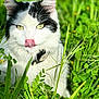 animal, black_and_white, cat, close_up, clover, collar, ears, feline, grass, greenery, leaf, meadow, nature, outdoor, pet, plant, sunlight, tongue_out, whiskers, yellow_eyes