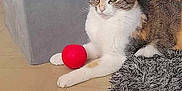 Maya a rejoint le concours — aidez-le/la à gagner de superbes lots ! cat, calico, red_ball, rug, floor, pet, animal, indoor, relaxed, feline, toy, gray_furniture, home, cozy, whiskers, ears, paws, fur, resting, cute