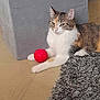 cat, calico, red_ball, rug, floor, pet, animal, indoor, relaxed, feline, toy, gray_furniture, home, cozy, whiskers, ears, paws, fur, resting, cute