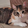 Maya participe au concours pour gagner de l'argent avec cette photo : cat, calico, pet, animal, indoor, floor, tile, feline, whiskers, ears, paw, fur, resting, curious, closeup, domestic, cute, mammal, household, relaxed
