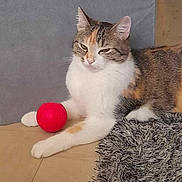 Maya participe au concours pour gagner de l'argent avec cette photo : cat, calico, pet, animal, indoor, floor, rug, toy, red_ball, fur, whiskers, ears, paws, relaxed, home, domestic, cute, feline, tabby, playful