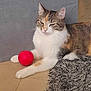 cat, calico, pet, animal, indoor, floor, rug, toy, red_ball, fur, whiskers, ears, paws, relaxed, home, domestic, cute, feline, tabby, playful