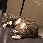Kaïda participe au concours pour gagner de l'argent avec cette photo : cat, tabby, sleeping, indoor, fur, pet, cozy, resting, paw, whiskers, animal, cute, feline, relaxed, bed, domestic, mammal, quiet, fur_pattern, companion
