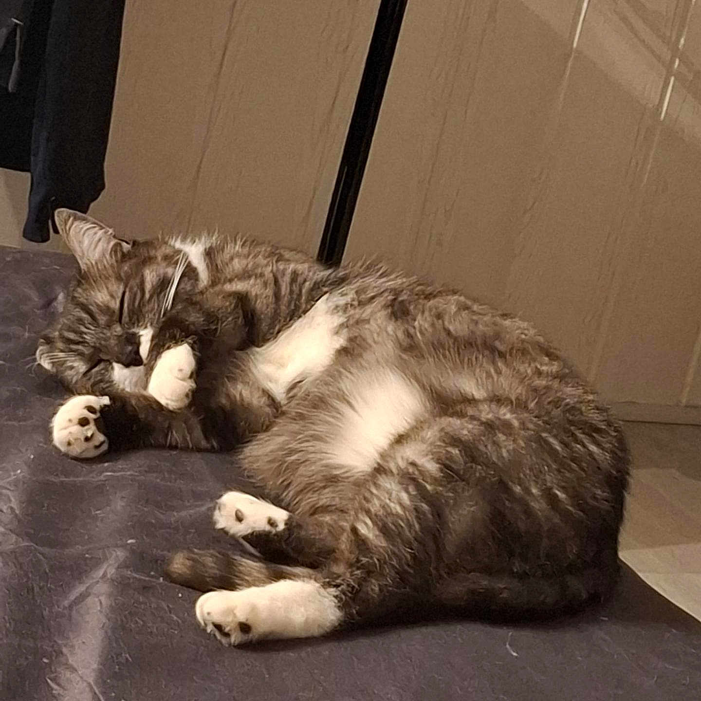 Kaïda participe au concours pour gagner de l'argent avec cette photo : cat, tabby, sleeping, indoor, fur, pet, cozy, resting, paw, whiskers, animal, cute, feline, relaxed, bed, domestic, mammal, quiet, fur_pattern, companion