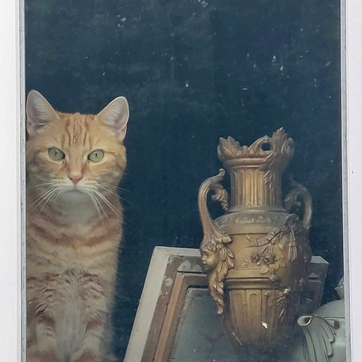 Kitty