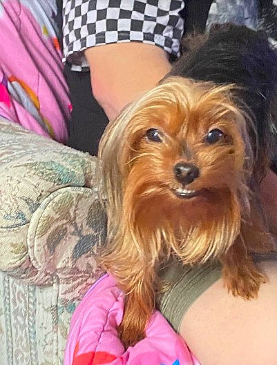 Emma joined the competition — help win amazing prizes! brown_hair, canidae, carnivore, companion_dog, dog, dog_breed, fashion_accessory, feathered_hair, fur, hat, liver, maltepoo, pattern, small_terrier, snout, sporting_group, surfer_hair, terrier, toy_dog, yorkipoo