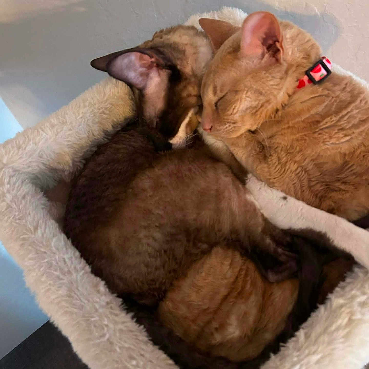 Blu is registered to the contest to win money with this photo: animal, cat, cat_bed, cats, close_up, collar, companion, cozy, cute, domestic_animal, fur, furry, indoor, pair, pet, relaxing, resting, sleeping, snuggling, two