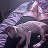 Blu joined the competition — help win amazing prizes! animal, bed, blanket, comfort, companion, cozy, cute, dog, domestic, indoor, legs, lying_down, pet, puppy, purple_hue, relaxation, resting, sleeping, small_dog, soft_lighting