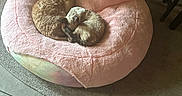 Blu is registered to the contest to win money with this photo: adorable, animal, carpet, cat, cats, cozy, curly_fur, cute, feline, floor, home, indoor, pet, pink_cushion, relaxed, resting, sleeping, snuggling, stuffed_toy, unicorn