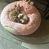 adorable, animal, carpet, cat, cats, cozy, curly_fur, cute, feline, floor, home, indoor, pet, pink_cushion, relaxed, resting, sleeping, snuggling, stuffed_toy, unicorn
