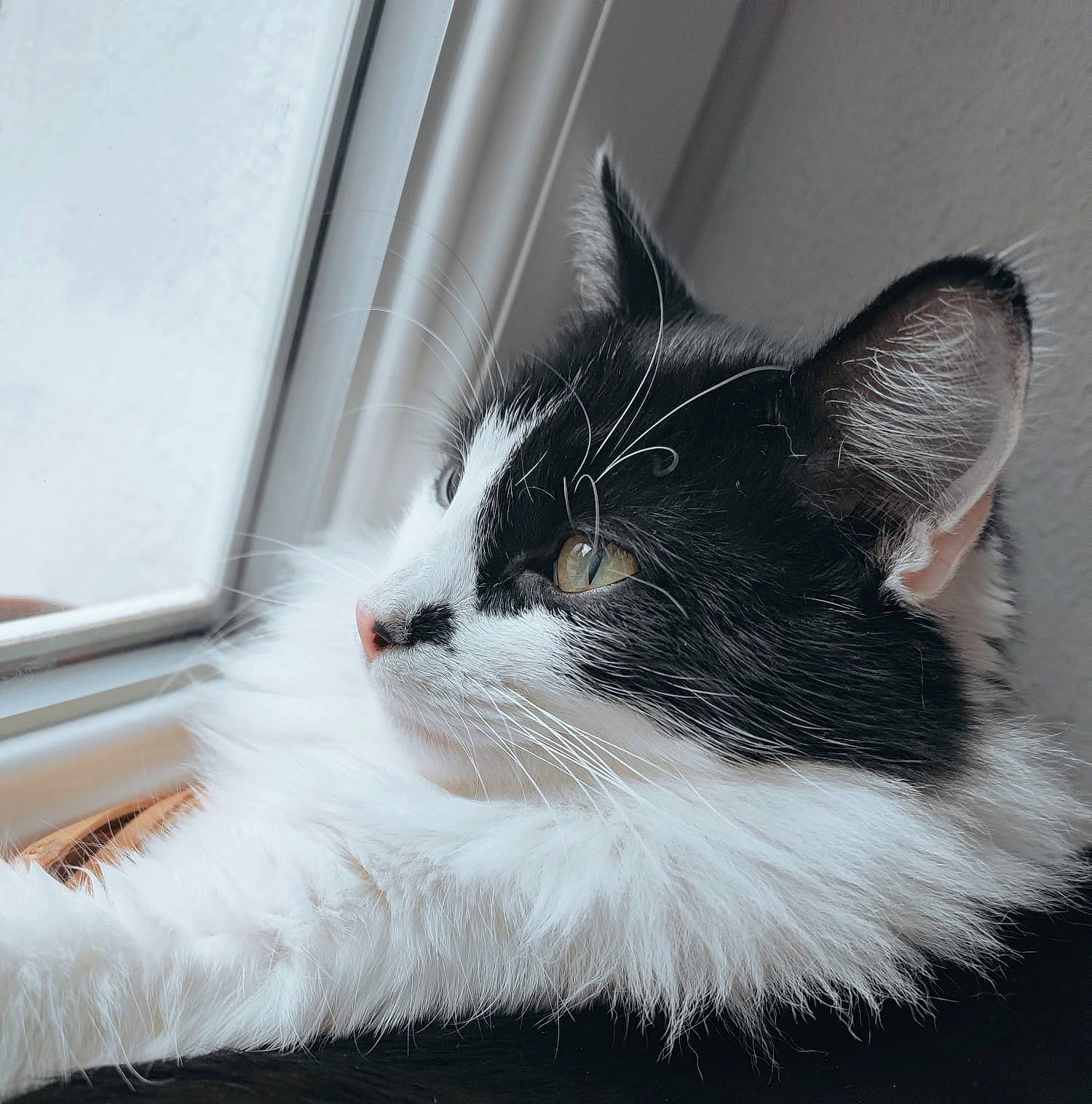 Berlioz a rejoint le concours — aidez-le/la à gagner de superbes lots ! carnivore, cat, claw, comfort, domestic_short_haired_cat, eye, felidae, fixture, flooring, fur, monochrome_photography, paw, small_to_medium_sized_cats, snout, tail, terrestrial_animal, whiskers, window, windshield