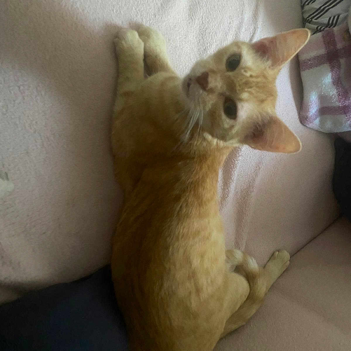 Simba a rejoint le concours — aidez-le/la à gagner de superbes lots ! animal, blanket, cat, cozy, curious, cute, ears, feline, furniture, home, indoor, looking_up, orange_tabby, pet, pillow, relaxed, resting, soft_texture, striped_pillow, whiskers