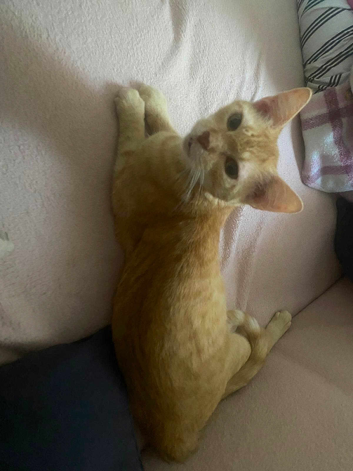 Simba a rejoint le concours — aidez-le/la à gagner de superbes lots ! cat, orange_tabby, pet, animal, feline, looking_up, blanket, pillow, soft_texture, indoor, cozy, striped_pillow, resting, cute, whiskers, ears, furniture, curious, home, relaxed