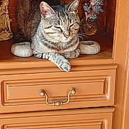Tigrou participe au concours pour gagner de l'argent avec cette photo : cat, tabby_cat, wooden_cabinet, figurines, decorative, shelf, stone_rings, relaxed, indoor, pet, feline, animal, resting, closeup, brown, home_decor, quiet, peaceful, cute, cozy