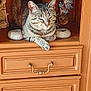 cat, tabby_cat, wooden_cabinet, figurines, decorative, shelf, stone_rings, relaxed, indoor, pet, feline, animal, resting, closeup, brown, home_decor, quiet, peaceful, cute, cozy