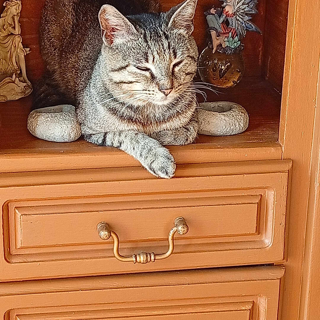 Tigrou participe au concours pour gagner de l'argent avec cette photo : animal, brown, cat, closeup, cozy, cute, decorative, feline, figurines, home_decor, indoor, peaceful, pet, quiet, relaxed, resting, shelf, stone_rings, tabby_cat, wooden_cabinet