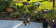 Wren is registered to the contest to win money with this photo: cat, backyard, garden, flowers, hanging_pots, calico_cat, concrete_patio, sunlight, shadows, fence, greenery, tree, nature, outdoor, plants, colorful, relaxing, pet, spring, flora