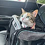 cat, pet_carrier, car_interior, seat, window, mesh, pink_collar, fur, whiskers, ears, eyes, travel, transport, animal, domestic_animal, gray, black, white, seatbelt, daylight