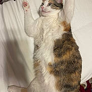 Wren is registered to the contest to win money with this photo: cat, calico, pet, animal, fur, white_sheet, stretching, paw, indoor, relaxed, cute, whiskers, ears, pink_paw_pads, bedroom, fabric, domestic, lying_down, soft, feline