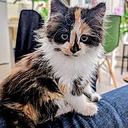 Athena participe au concours pour gagner de l'argent avec cette photo : kitten, cat, calico, fluffy, indoor, pet, animal, denim, jeans, furniture, plant, blurred_background, cute, small, sitting, whiskers, fur, eyes, domestic, cozy