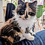 kitten, cat, calico, fluffy, indoor, pet, animal, denim, jeans, furniture, plant, blurred_background, cute, small, sitting, whiskers, fur, eyes, domestic, cozy