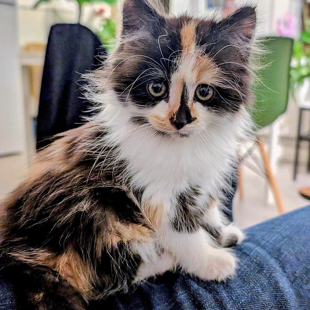 Athena participe au concours pour gagner de l'argent avec cette photo : animal, blurred_background, calico, cat, cozy, cute, denim, domestic, eyes, fluffy, fur, furniture, indoor, jeans, kitten, pet, plant, sitting, small, whiskers