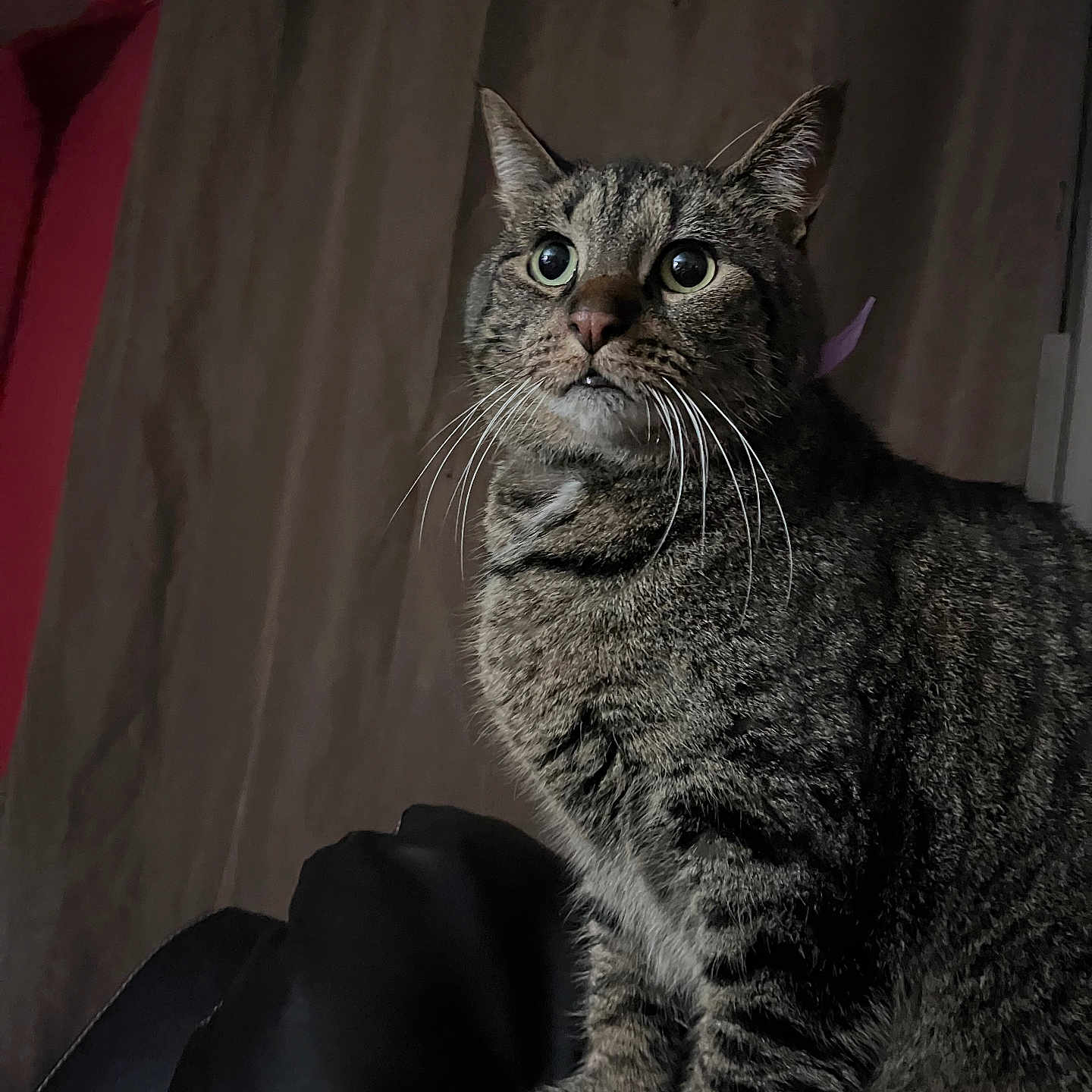 Oliver joined the competition — help win amazing prizes! abyssinian, animal, armchair, cat, chair, couch, furniture, kitten, manx, pet