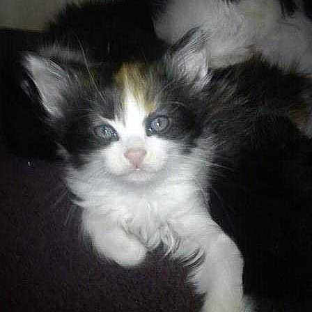 Gnocchie bébé chat