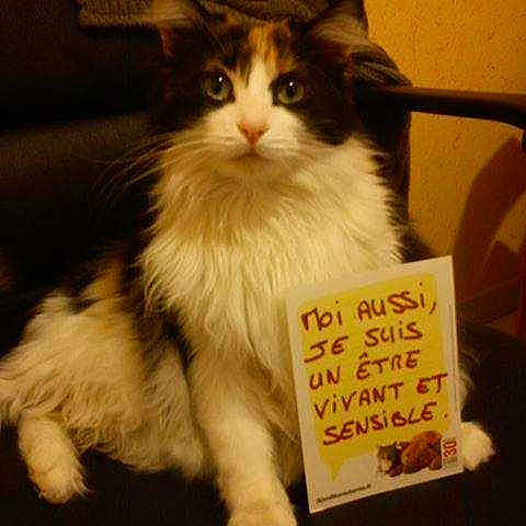 GNOCCHIE BEBE CHAT participe au concours pour gagner de l'argent avec cette photo :