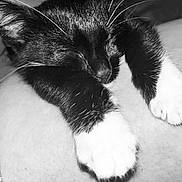 Lola is registered to the contest to win money with this photo: animal, black_and_white, cat, close_up, cozy, cute, domestic_cat, feline, fur, indoor, mammal, nap, paws, peaceful, pet, relaxing, resting, sleeping, soft, whiskers