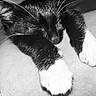 animal, black_and_white, cat, close_up, cozy, cute, domestic_cat, feline, fur, indoor, mammal, nap, paws, peaceful, pet, relaxing, resting, sleeping, soft, whiskers