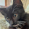 Lola joined the competition — help win amazing prizes! animal, black_cat, blanket, cat, close_up, cozy, curious, cute, domestic, face, feline, fur, home, indoor, kitten, pet, resting, soft, whiskers, young