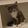 kitten, cat, gray_cat, white_paws, white_chest, sitting, indoor, furniture, shelf, curious, pet, animal, whiskers, ears, tail, young_cat, cute, looking, household, domestic_cat