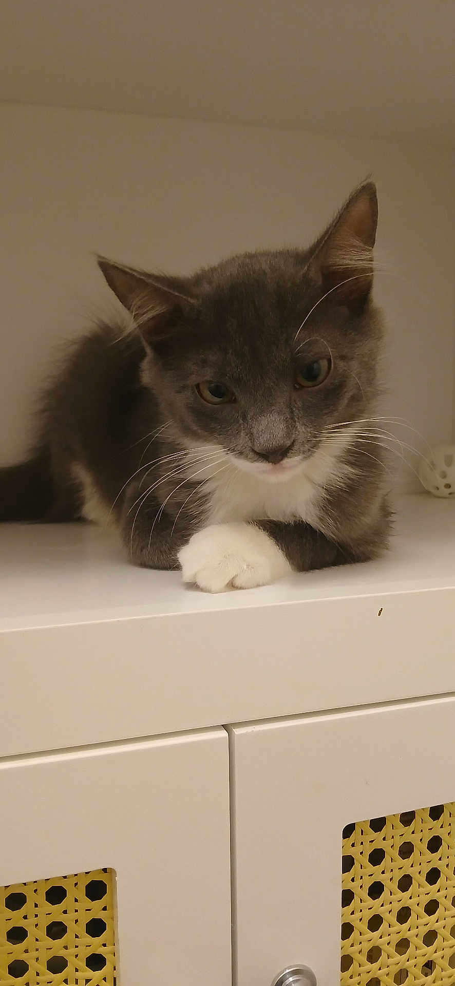 Chaussette participe au concours pour gagner de l'argent avec cette photo : cat, gray_cat, white_paws, feline, pet, domestic_animal, indoor, cabinet, furniture, curious, whiskers, ears, close_up, resting, animal_face, cute, young_cat, shelf, household, tabby